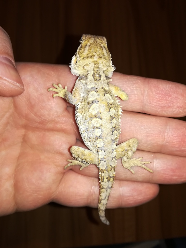 Agama brodata karłowata Pogona Henrylawsoni młode