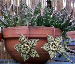 STAPELIA KAKTUS SUKULENT SADZONKI UNIKAT RARYTAS 9
