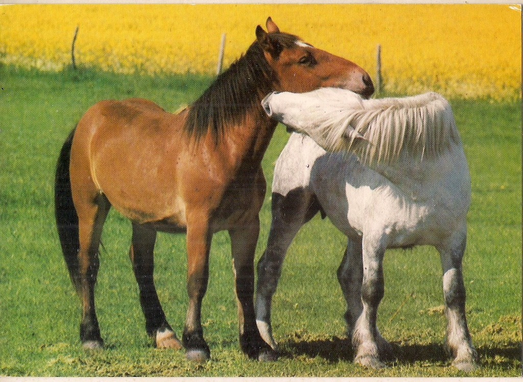 KONIE Konie pociągowe 49-H3543 NIEMCY lata 70