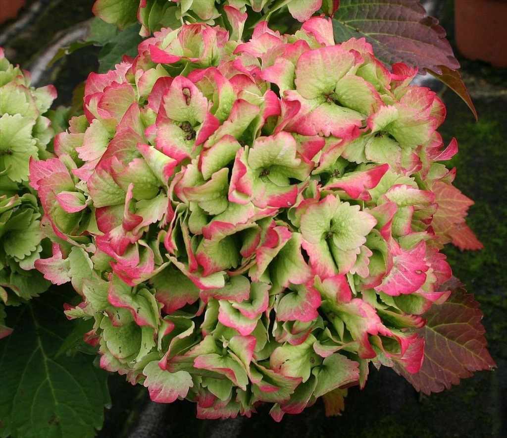 Hortensja Ogrodowa Magic Jade różnokolorowa P9