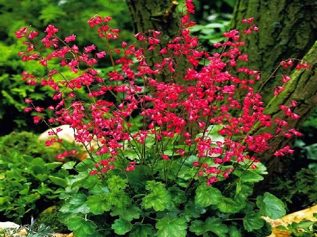 HEUCHERA SANGUINEA - ŻURAWKA KRWISTA 1 szt *B