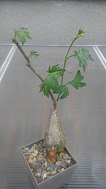 *KAKTUSY*CISSUS TUBEROSA - REP 1666a -ponad 30 lat