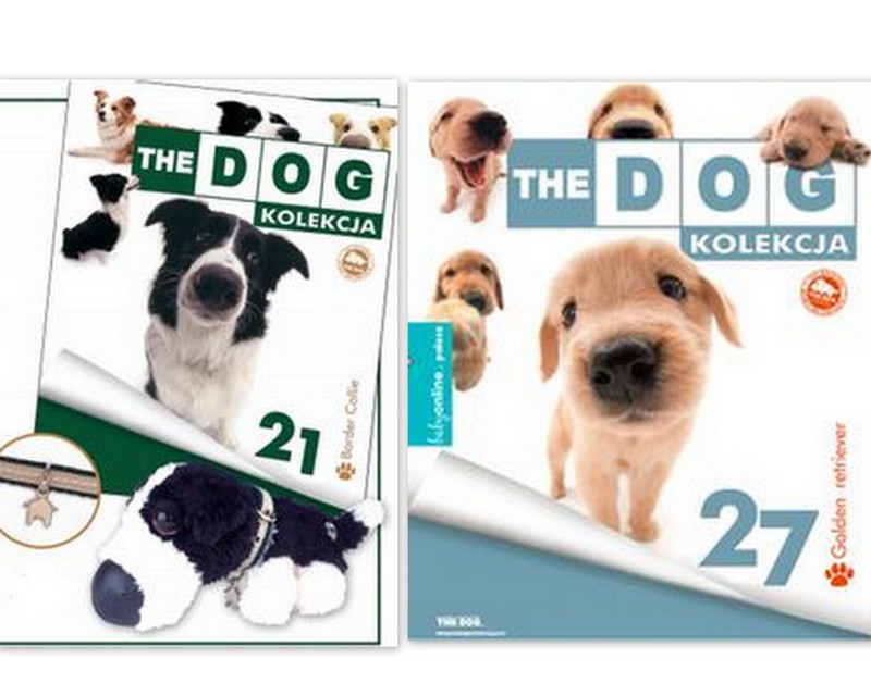the Dog Kolekcja Golden Retriever+ Border Collie