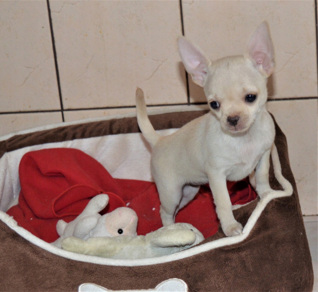 CHIHUAHUA szczenięta mini SUCZKA rodowód ZKwP FCI