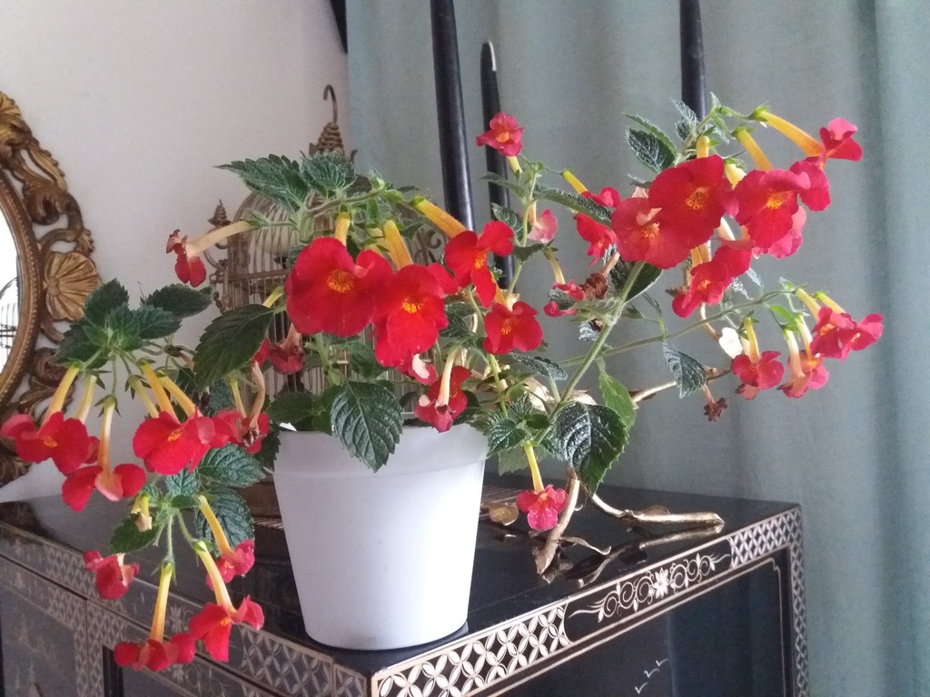 Achimenes Caligula