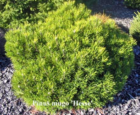 Pinus mugo 'Hesse' - Sosna górska