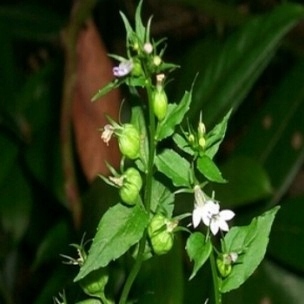 Tytoń Indiański ( Lobelia Inflata )-nasiona