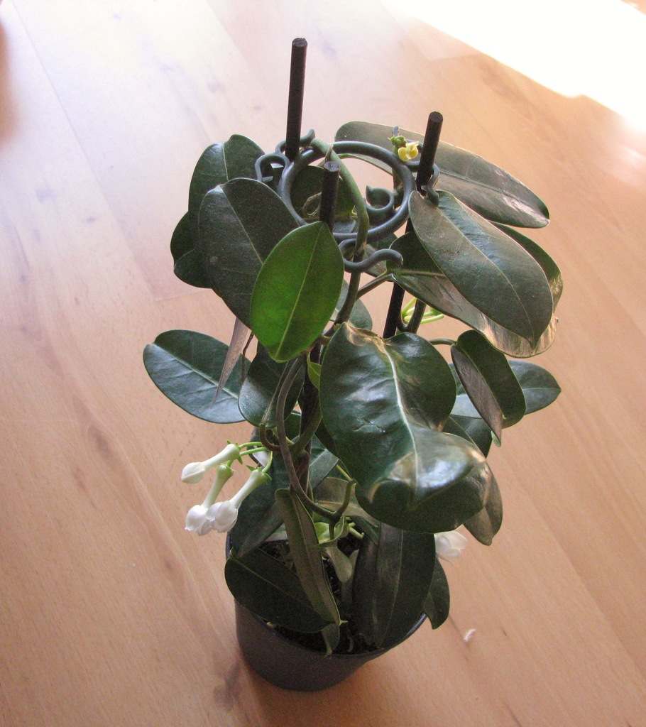 Stefanotis bukietowy Stephanotis floribund40cm WOW