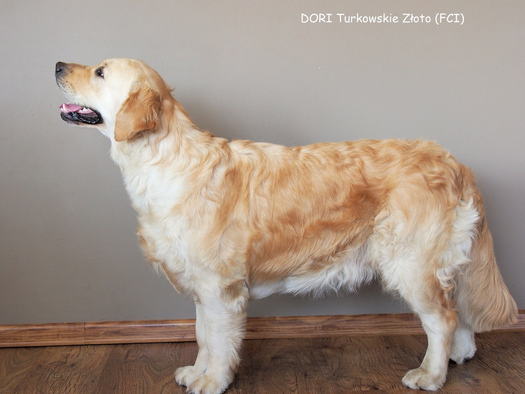 Golden Retriever Szczenieta Z Rodowodem Zkwp Fci 7382476804