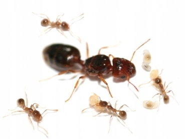 [Mrówki] Pheidole Pallidula (Samotna królowa)