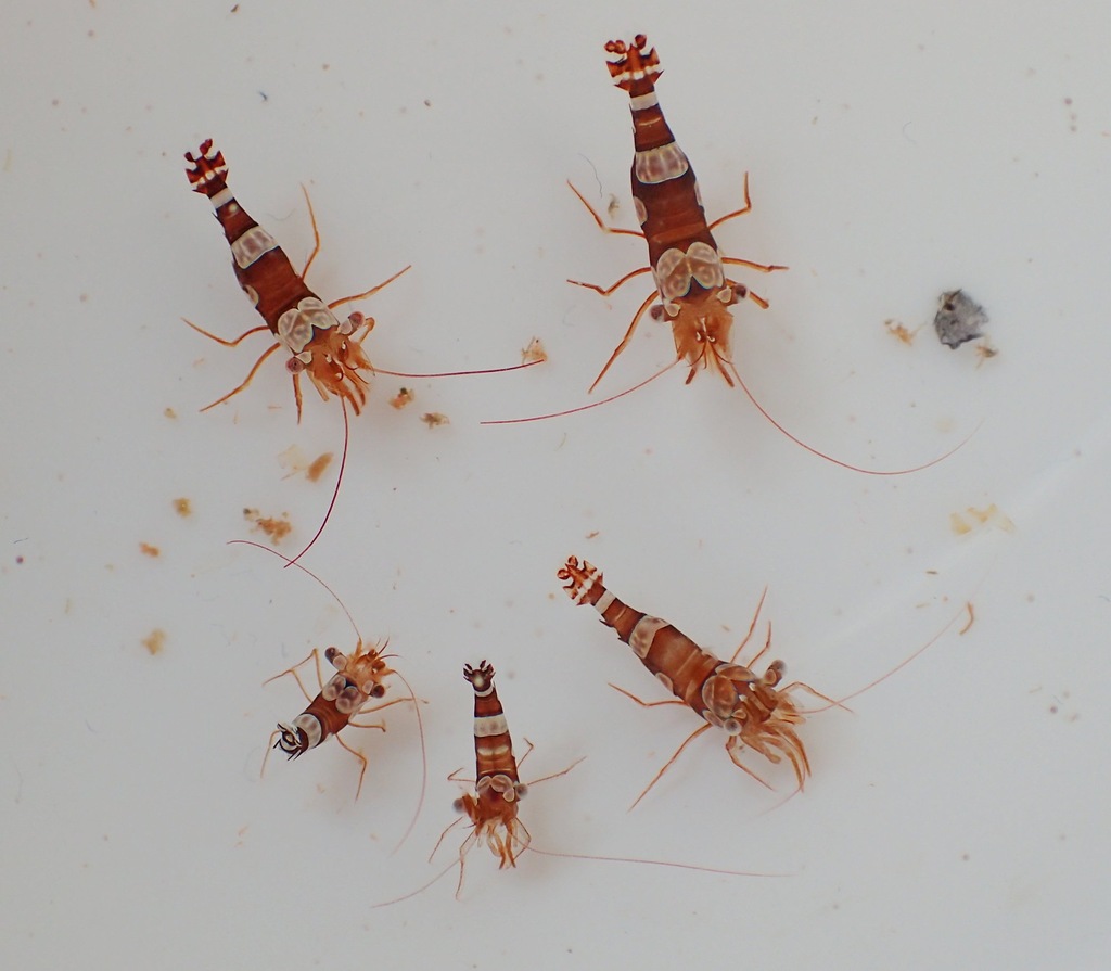 8x Thor amboinensis / z hodowli / sexy shrimp