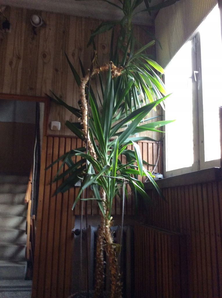 Palma Smocza Krew Dracena
