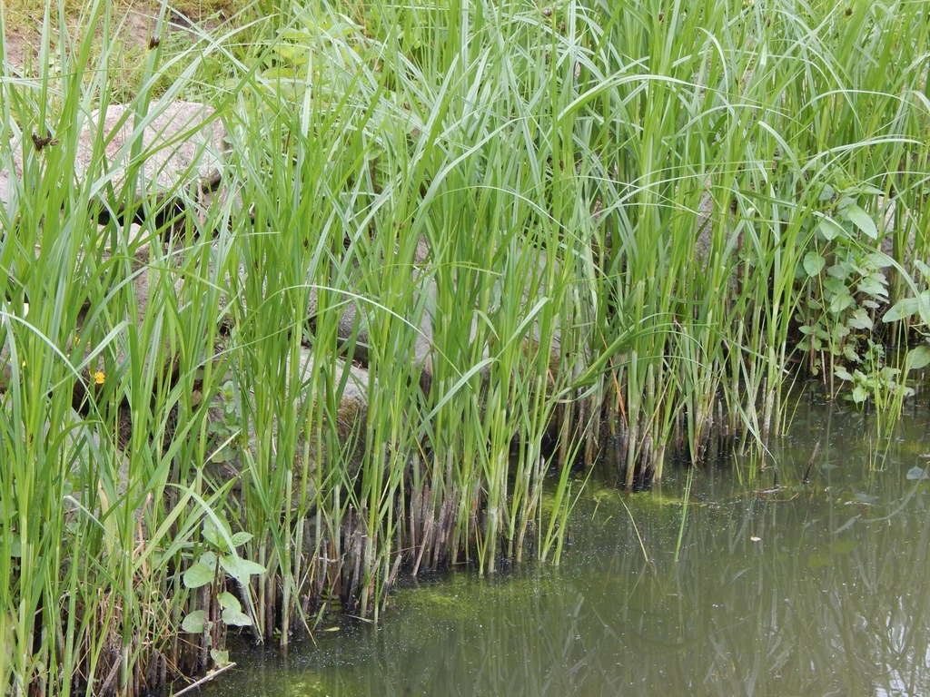 Turzyca Ciborowata