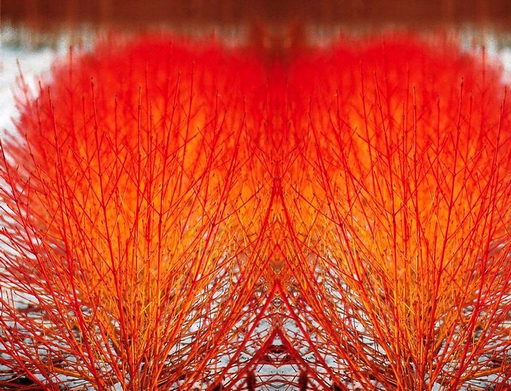 Dereń świdwa Annys Winter Orange BARDZO ATRAKCYJNY