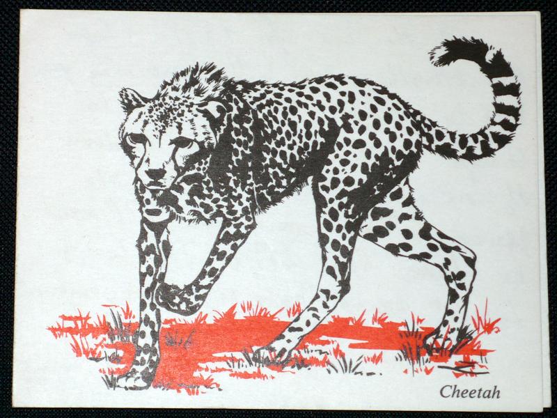 KENIA - Gepard