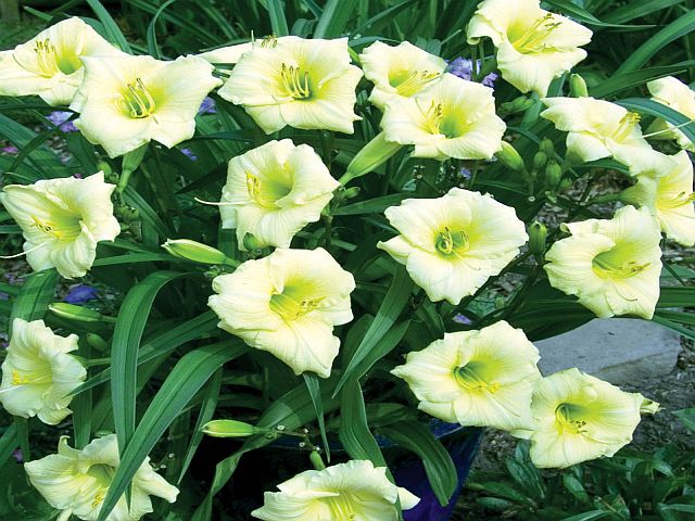 LILIOWIEC NISKI KARŁOWY LONGSFIELD PEARL 1 szt *B
