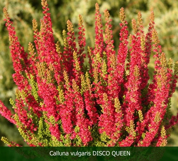 Wrzos pospolity (calluna vulgaris) DISCO QUEEN