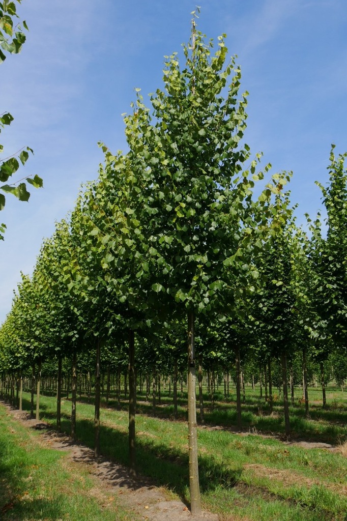 LIPA HOLENDERSKA 'PALLIDA' TILIA EUROPAEA PALLIDA