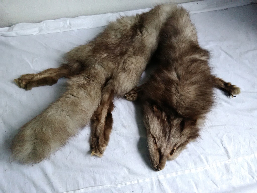 Kołnierz z lisa z czasów PRL
