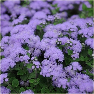 bylina Żeniszek meksykański Ageratum houstonianu