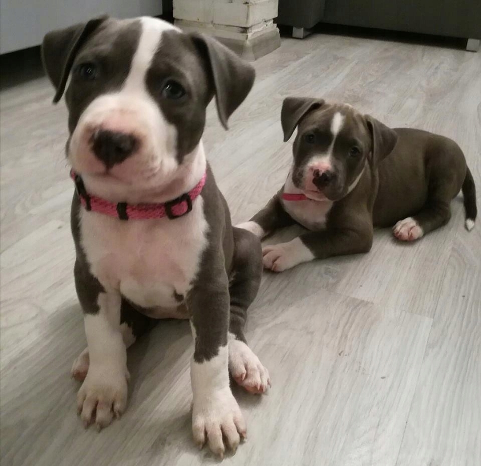 AMSTAFF, American Staffordshire Terrier suczki