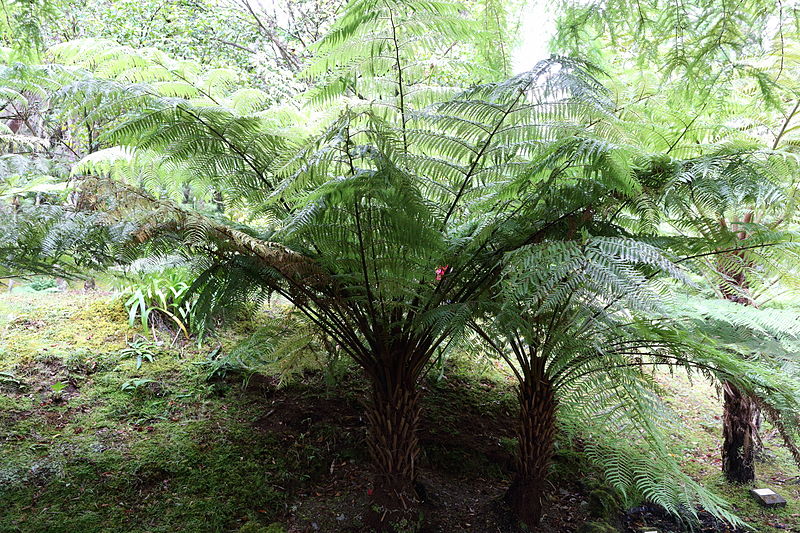 PAPROĆ DRZEWIASTA CYATHEA AUSTRALIS  RARYTAS!!!
