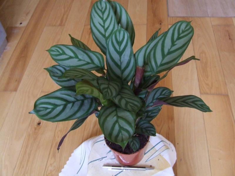 KALATEA CALATHEA EXOTICA