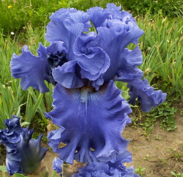 Iris TB Sea Power, irys, kosaciec