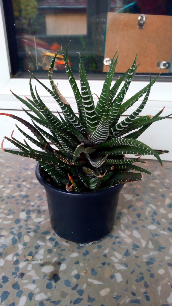 haworthia fasciata - kaktus