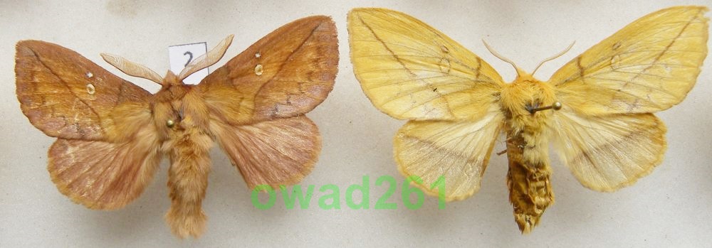 Euthrix potatoria Barczatka napójka para2