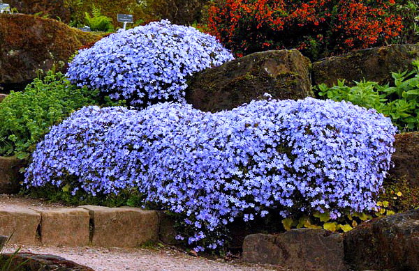 FLOKS SZYDLASTY EMERALD CUSHION BLUE DONICZKA P9