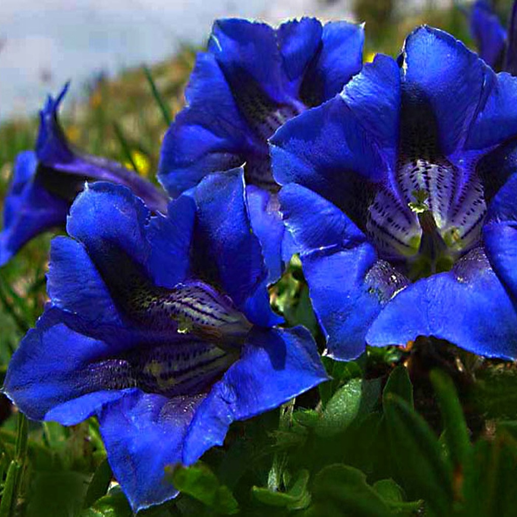 GORYCZKA wiosenna Gentiana clusii RARYTAS skalniak