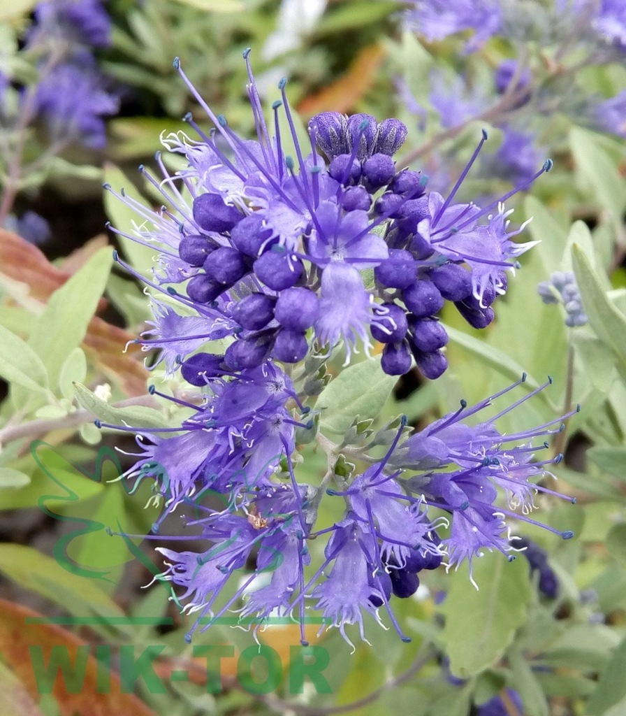 BARBULA JESIENNA MOTYLICA LAWENDA BARBULE C3L