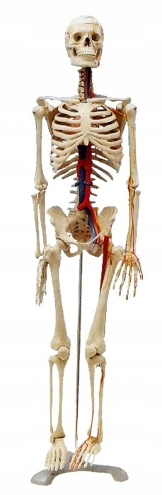 MODEL SZKIELET CZŁOWIEKA 80 CM