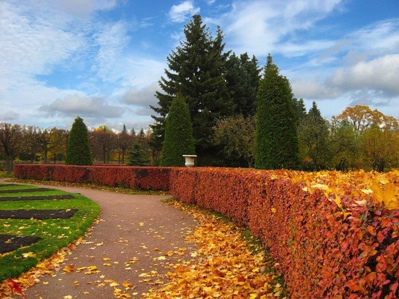 IRGA BŁYSZCZĄCA- MIODODAJNY ŻYWOPŁOT (10 szt)