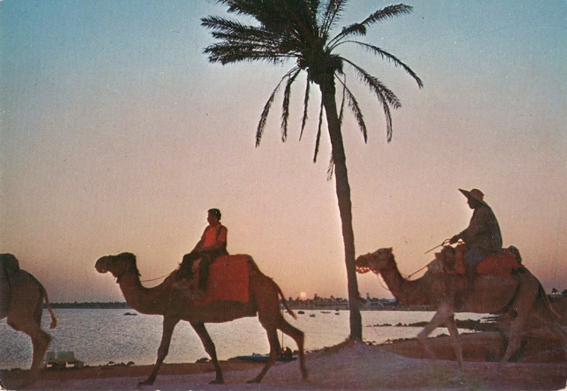 TUNEZJA - JERBA - SAHARA - KARAWANA WIELBŁĄDÓW - 