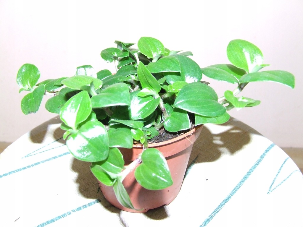 TRZYKROTKA TRADESCANTIA GREEN