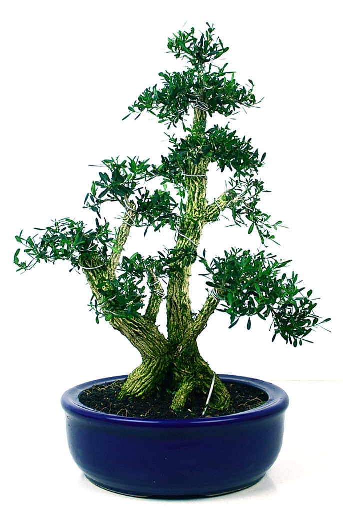 Bukszpan Harlandii - bonsai domowy
