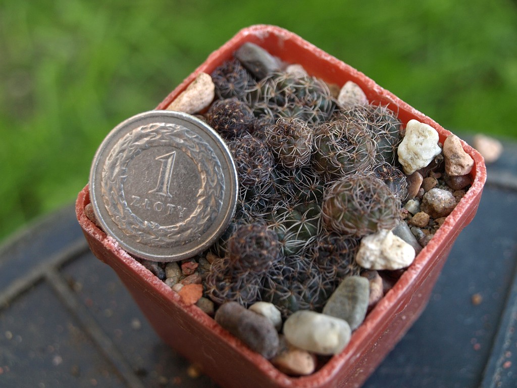 Lobivia arachnacantha v. torrecillasensis	MC5060	