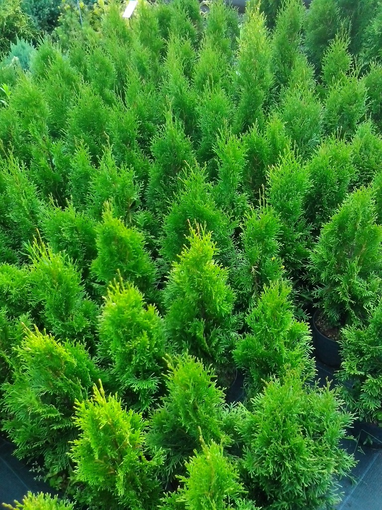Tuja Szmaragd Krzewy Ozdobne Krzewy Łękawica