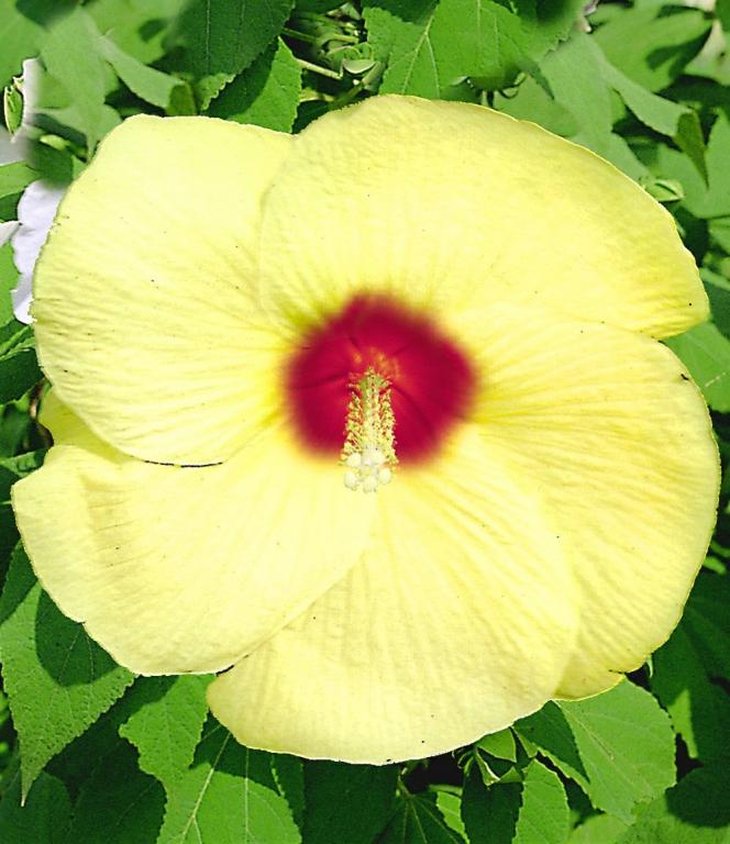 Hibiscus 'Old Yella' - HIBISKUS BYLINOWY ŻÓŁTY !
