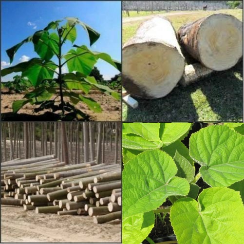 Drzewo szybko rosnące Paulownia Shan Tong 100szt