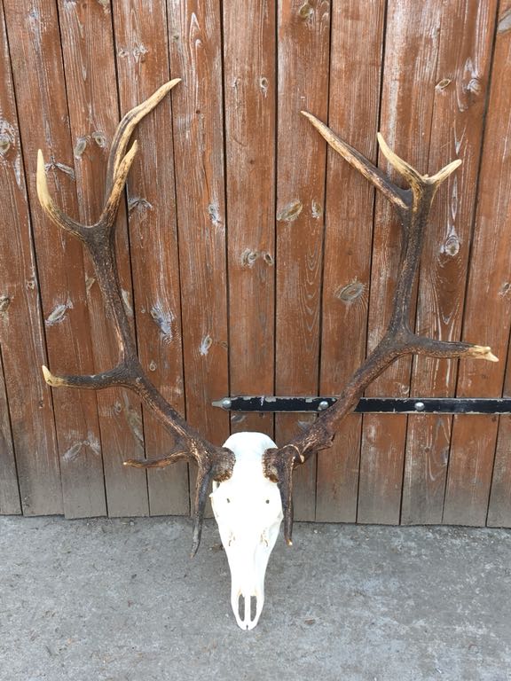 Poroże wieniec jelenia 5,90kg