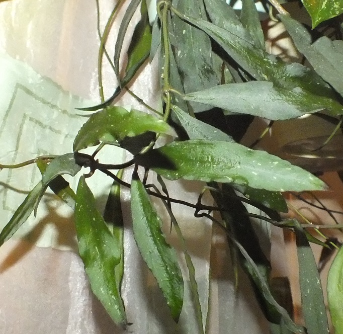 hoya MIRABILIS hoja