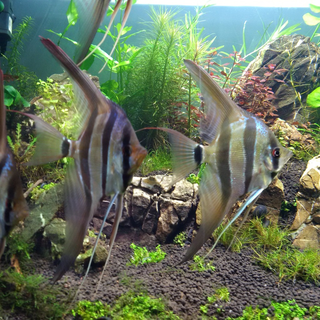 Skalar Altum Rio Inrida