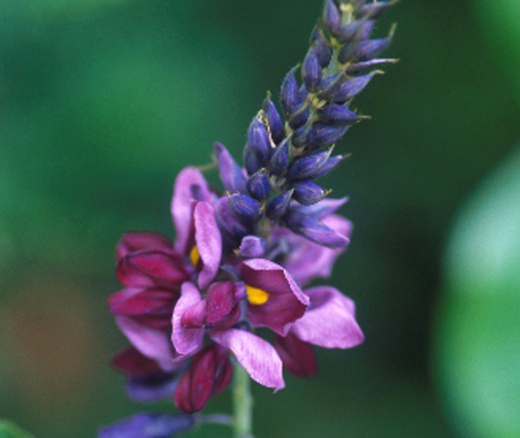 KUDZU Opornik (Pueraria lobata) sadzonka