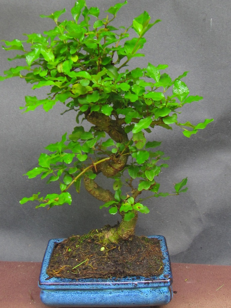 drzewko bonsai ligustr chiński prezent