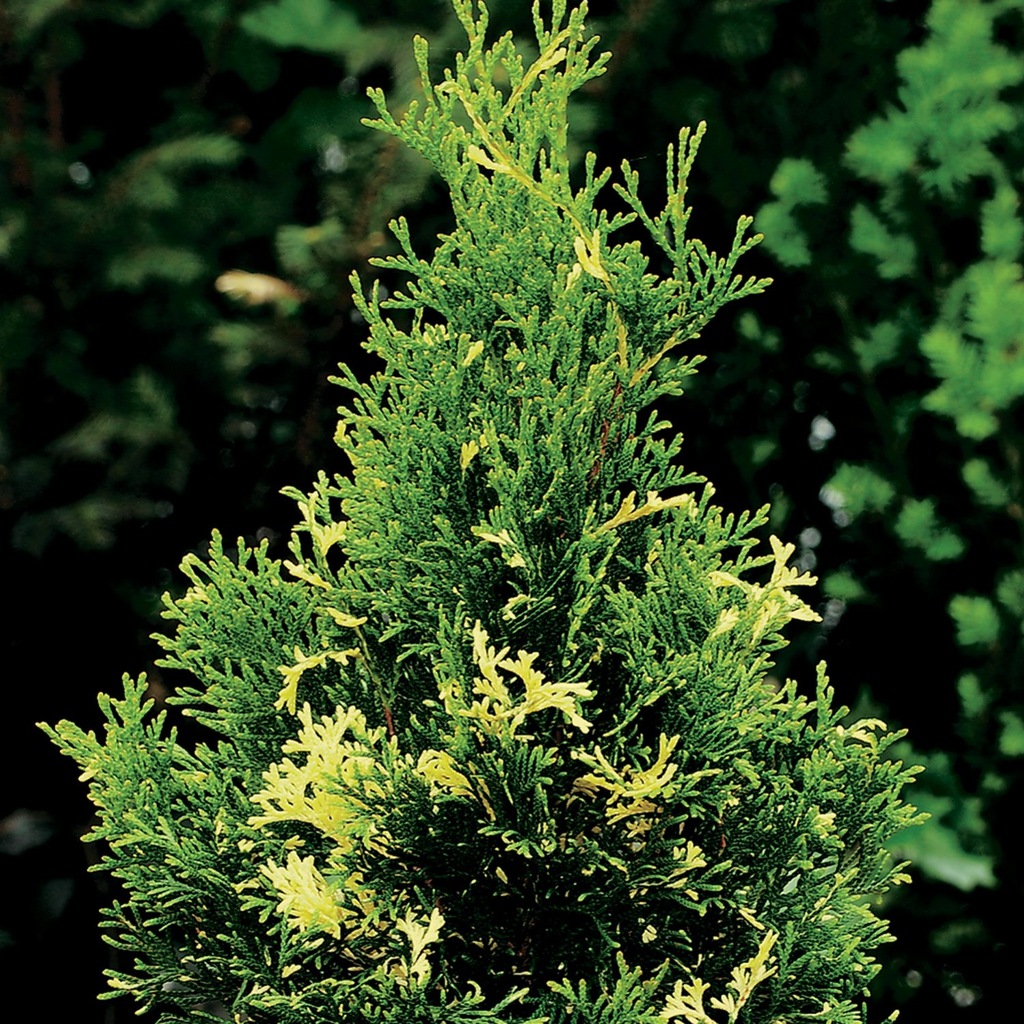 Tuja Thuja Szmaragd Smaragd variegata