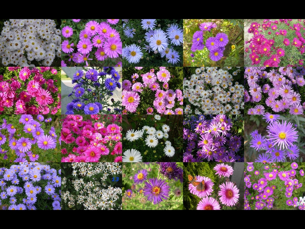 Aster - Astry jesienne-Marcinki - zestaw 10 odmian