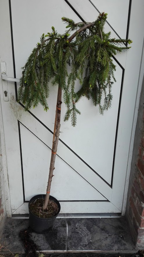 Picea abies 'Inversa' - Świerk f. pienna XL! (6)